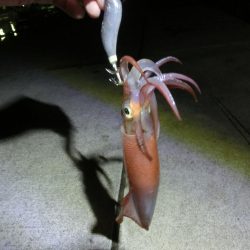 アオリイカ来たー‼