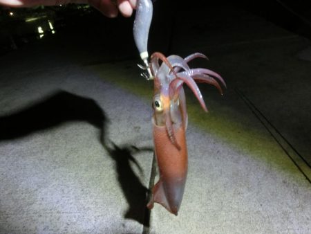 アオリイカ来たー‼