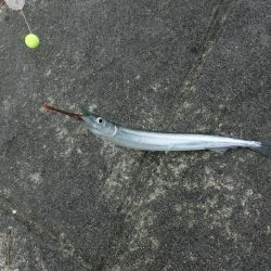 ウマヅラハギの群れが