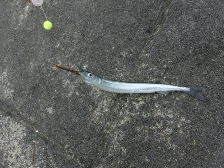 ウマヅラハギの群れが