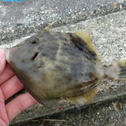 エンピツサヨリが掛かってます