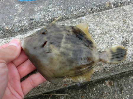 エンピツサヨリが掛かってます