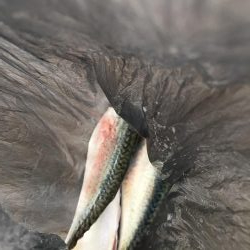 とにかくゲキシブ