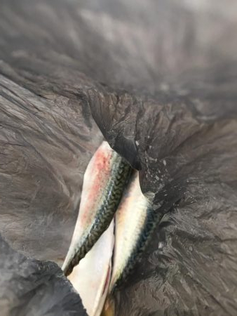 とにかくゲキシブ