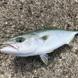 神谷荘さんでカゴ釣り