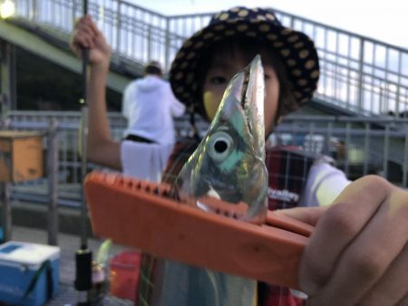 太刀魚だらけ