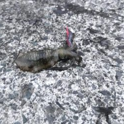 イカはどこへ。