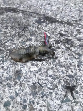 イカはどこへ。