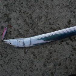 貝塚タチウオ好調キープ。湾奥はまだですね。