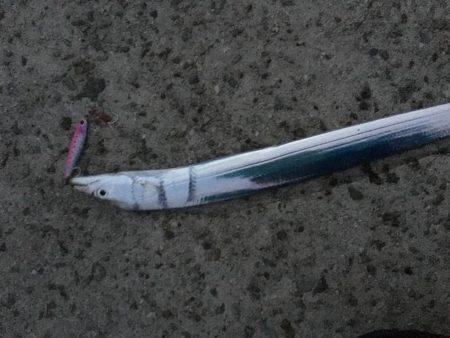 貝塚タチウオ好調キープ。湾奥はまだですね。