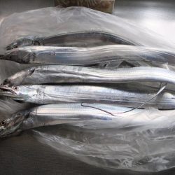 ワインド好調、ジギング不調