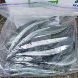 サヨリのついでにサゴシも?