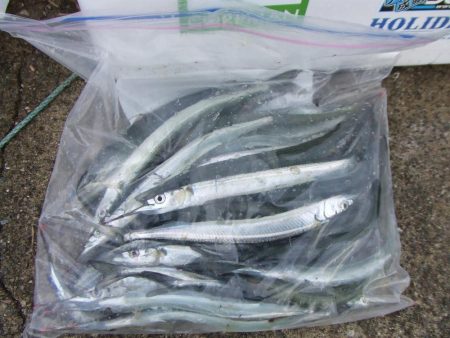 サヨリのついでにサゴシも?