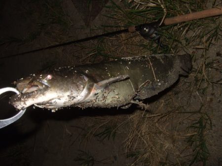 8月最後のナマズ