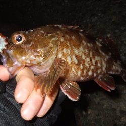 ベイトは多いもののアタリは少ない