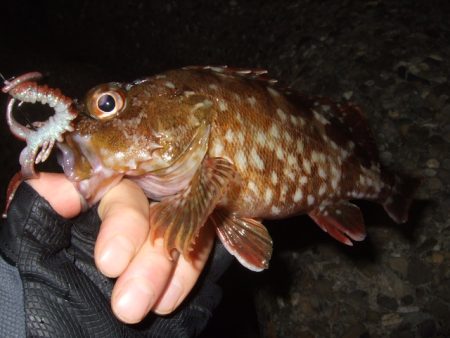 ベイトは多いもののアタリは少ない