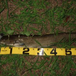 夏から秋のパターンへ