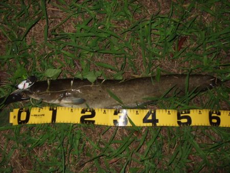 夏から秋のパターンへ