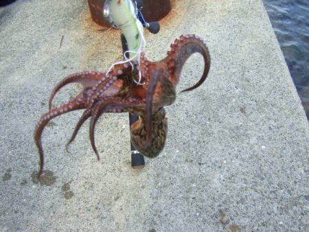 タコ～太刀魚の2プラン釣行