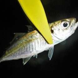 アジがだめでイカ