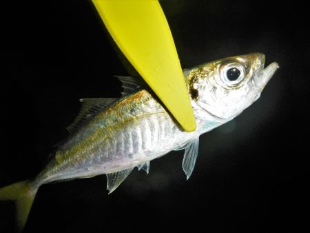 アジがだめでイカ