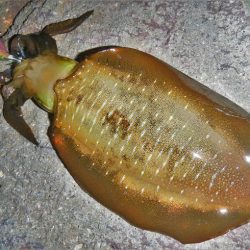 墨ぶっかけられ…