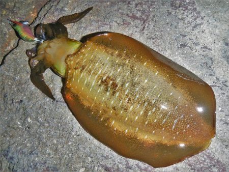 墨ぶっかけられ…