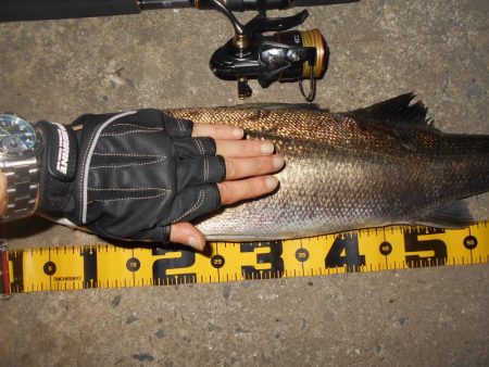 サヨナラホームラン？ しかしランカーには届…