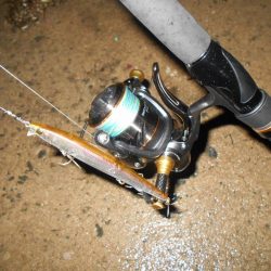 サヨリパターン不発…。