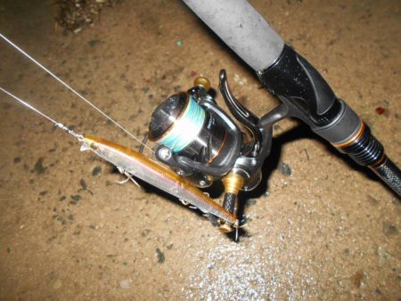 サヨリパターン不発…。