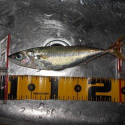 ジグパラサーフで色々と♪。