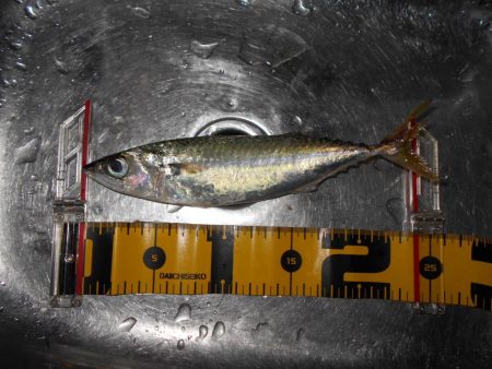 ジグパラサーフで色々と♪。