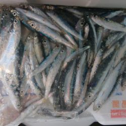 ちょい投げ、サビキ釣り