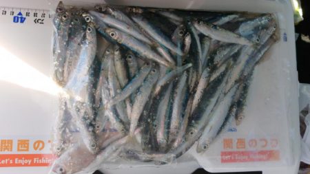 ちょい投げ、サビキ釣り