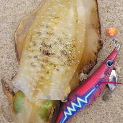 今日は渋かった！