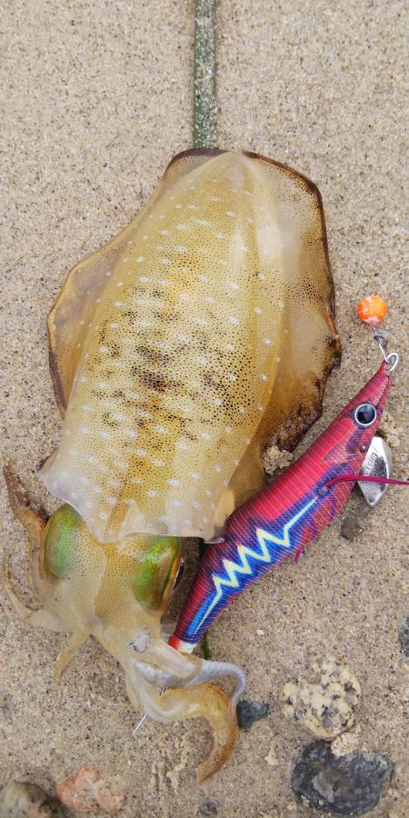 今日は渋かった！