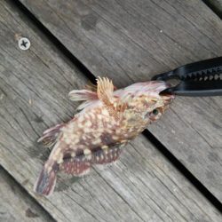 タチウオつれ始めてるぞよ！