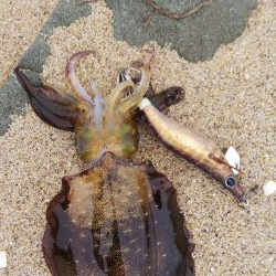 午後からエギング