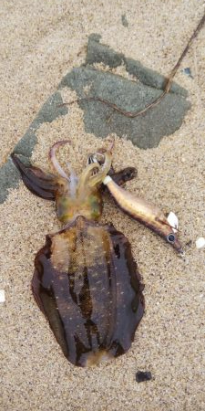 午後からエギング