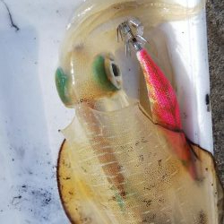 午後からエギング