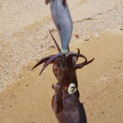 雨の合間の釣行