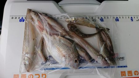 タチウオ釣り、キス釣り