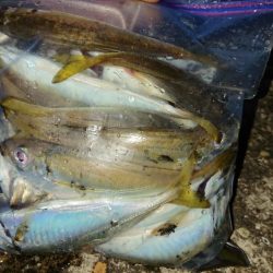 エギング&アジング