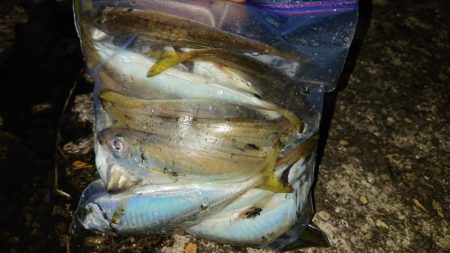 エギング&アジング