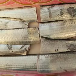 ついに太刀魚きました！