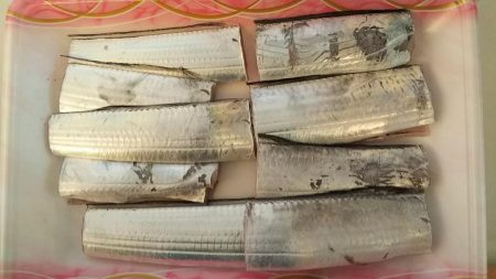 ついに太刀魚きました！