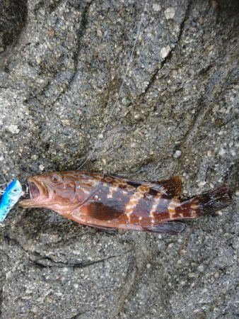 ロックフィッシュ