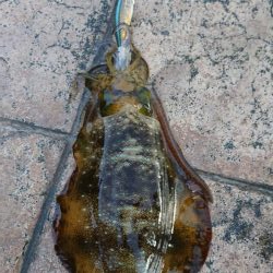 初めての釣り場で!