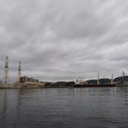 イカのはずが…