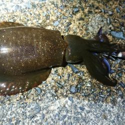 雨上がりに出撃